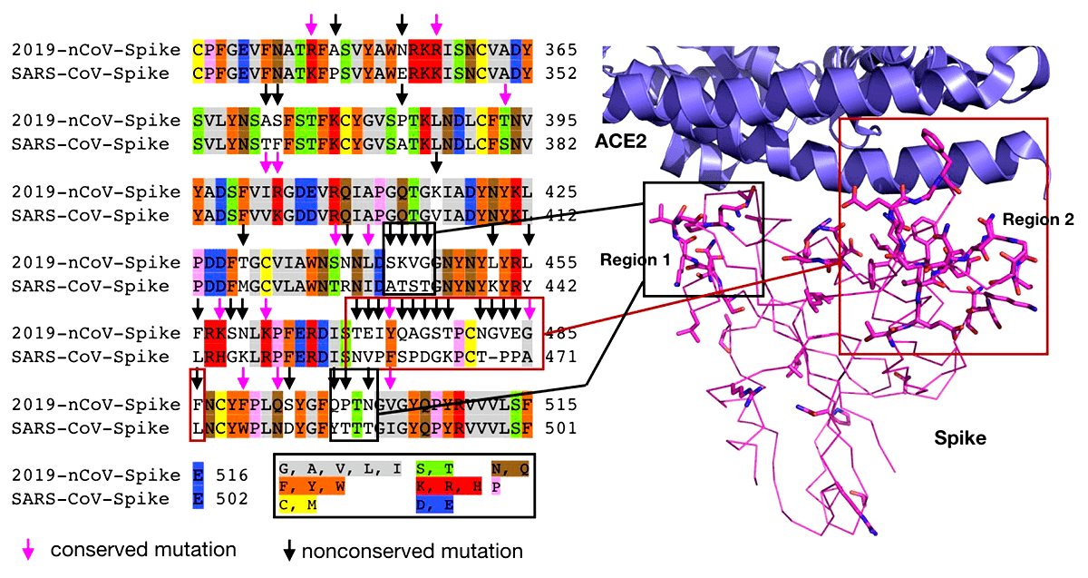 Взаимодействие клеточного рецептора ACE2 с эктодоменом белка Spike
