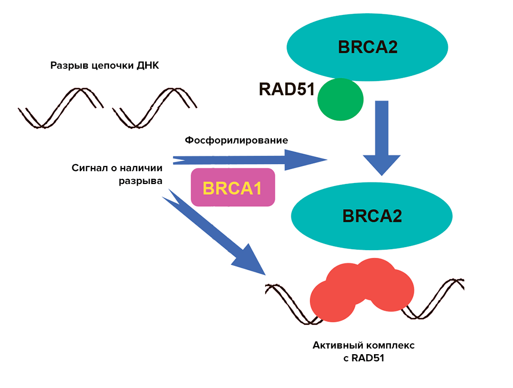 Комплекс белков BRCA1 и BRCA2 с RAD51