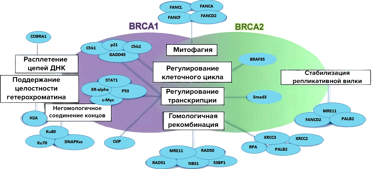 BRCA 1 и 2 как регуляторы репарации и клеточного цикла
