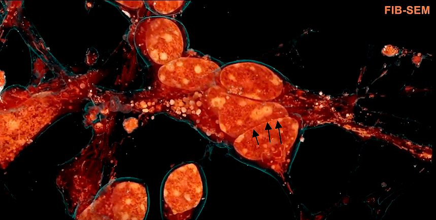 Гранулярные клетки мозжечка мыши