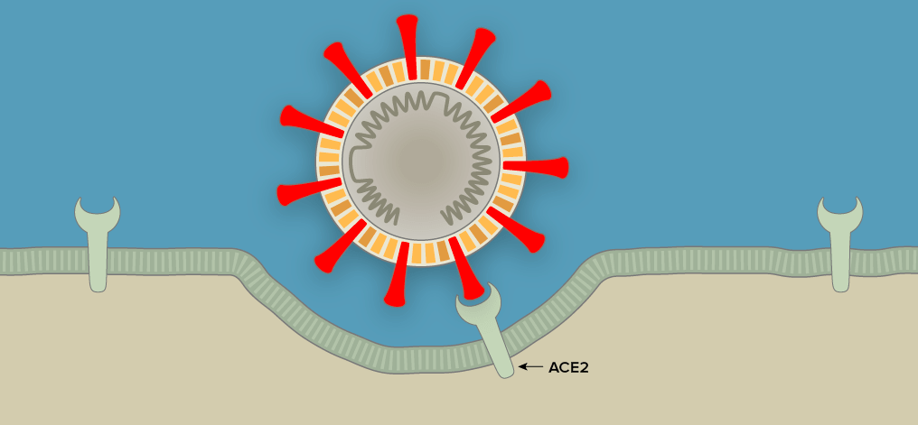 Заражение SARS-CoV-2 клеток человека