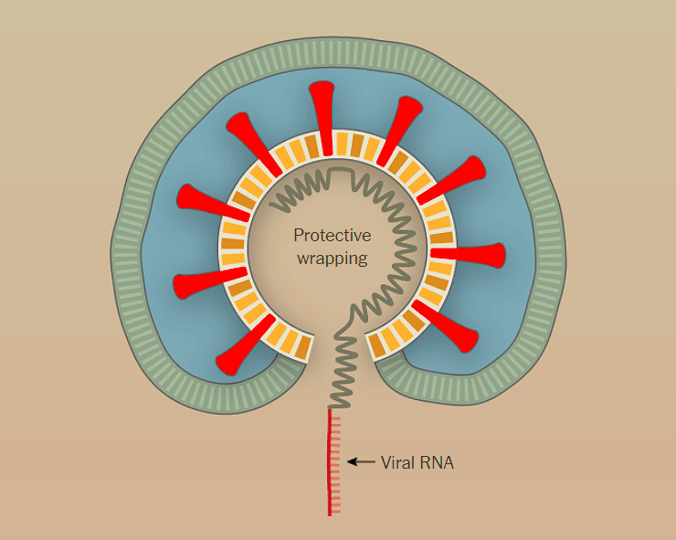 Заражение SARS-CoV-2 клеток человека