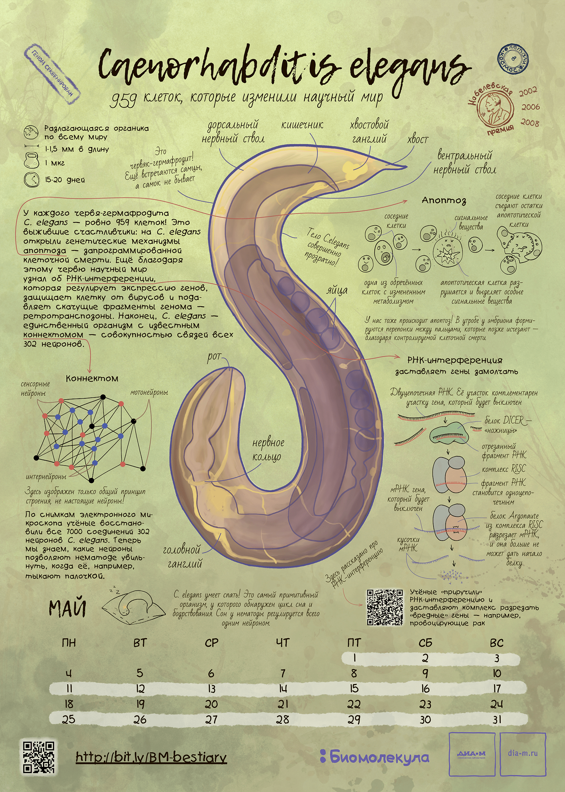 Нематода C. elegans — герой календаря «Биомолекулы»