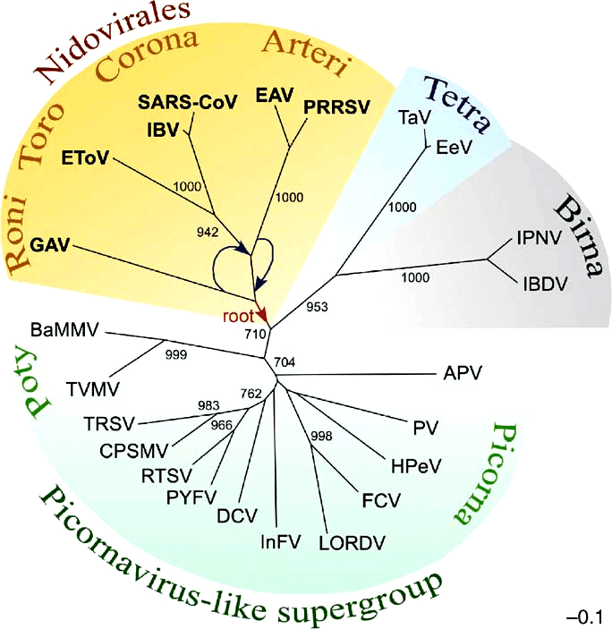 Филогенетическое дерево RdRp РНК-содержащих вирусов