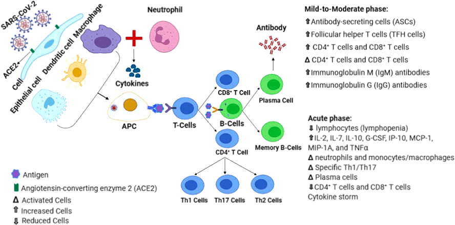 Схематическое изображение изменений в иммунной системе при заражении SARS-CoV-2