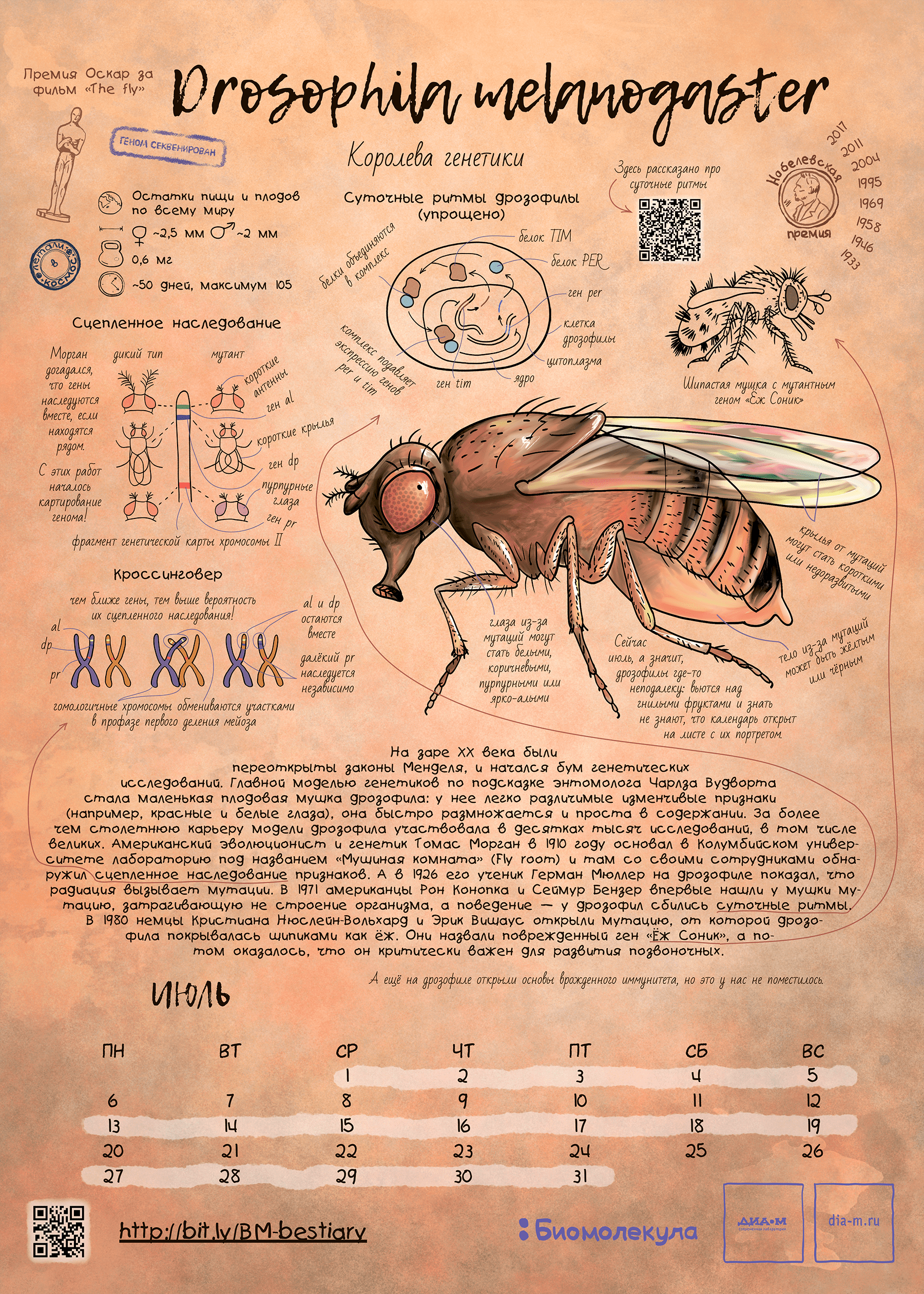 Drosophila melanogaster — герой календаря «Биомолекулы»