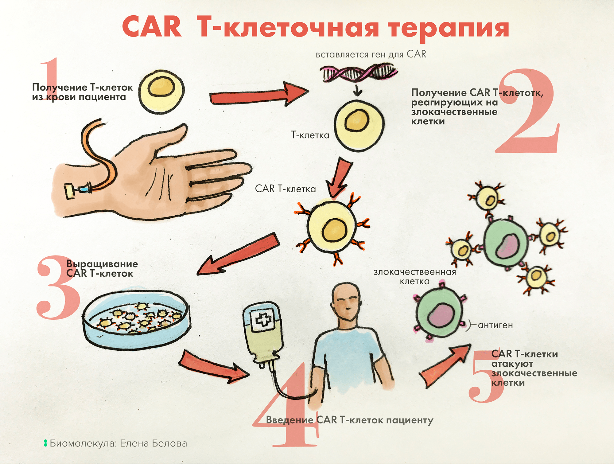 Схема получения CAR-T