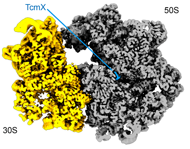 Структура бактериальной рибосомы в комплексе с тетраценомицином X