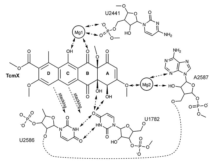Схема взаимодействия тетраценомицина X с 23S рРНК