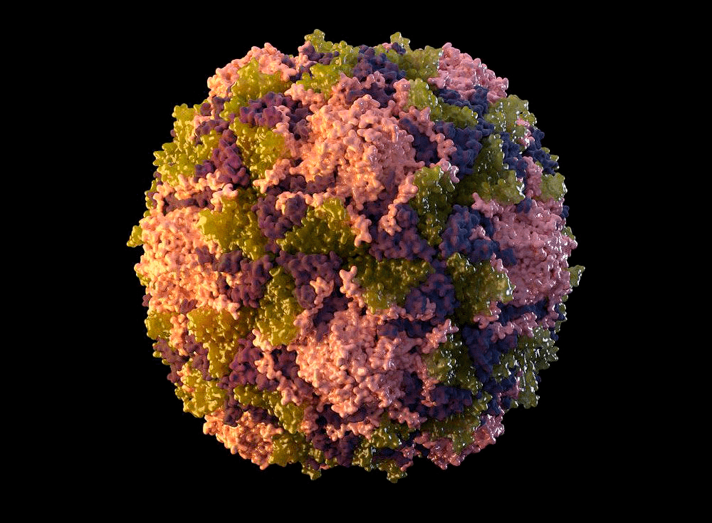 3D-модель полиовируса