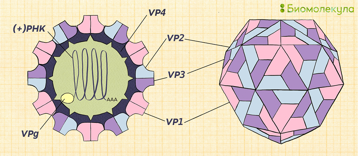 Схема строения полиовируса