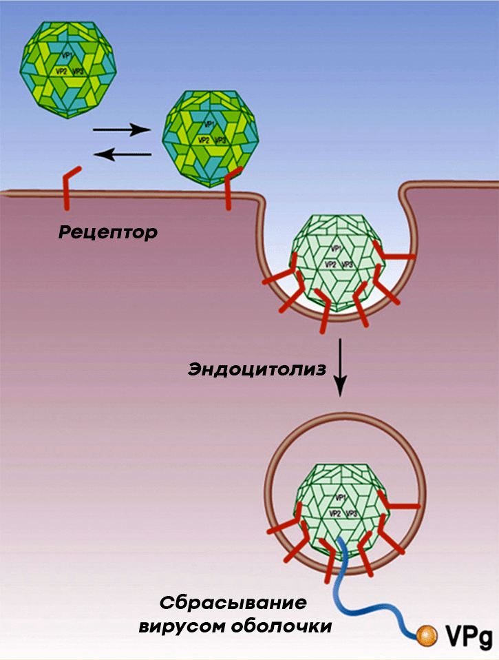 Полиовирус прикрепляется к PVR нервной клетки и проникает внутрь посредством эндоцитоза