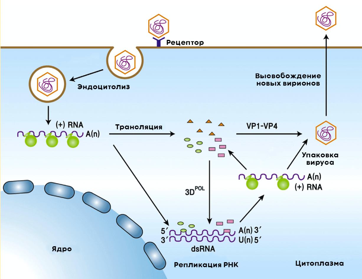 Жизненный цикл полиовируса в клетках человека