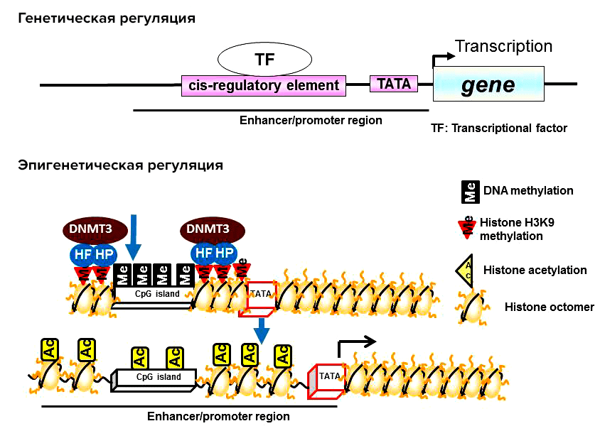 Эпигенетическая регуляция активности генов с помощью метилирования
