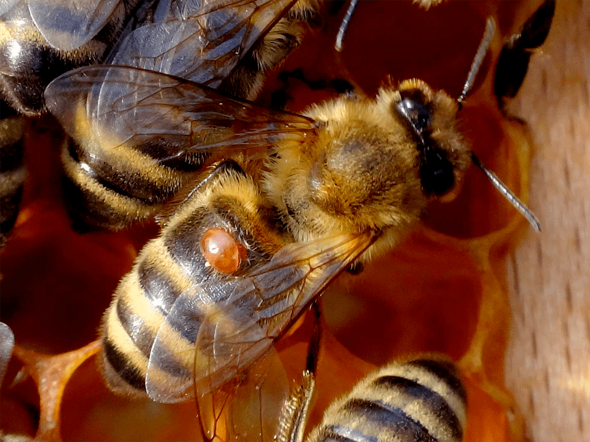 Клещ паразитирует на взрослой медоносной пчеле
