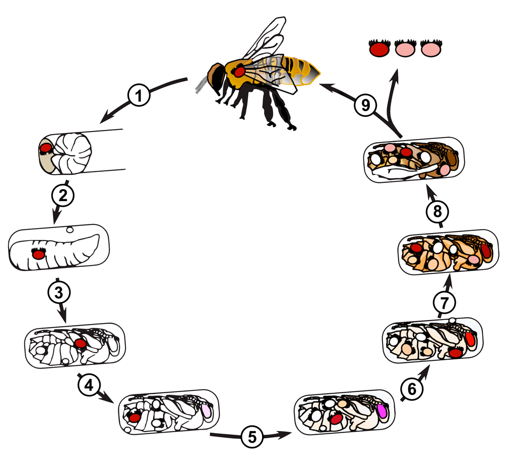 Жизненный цикл клеща-паразита