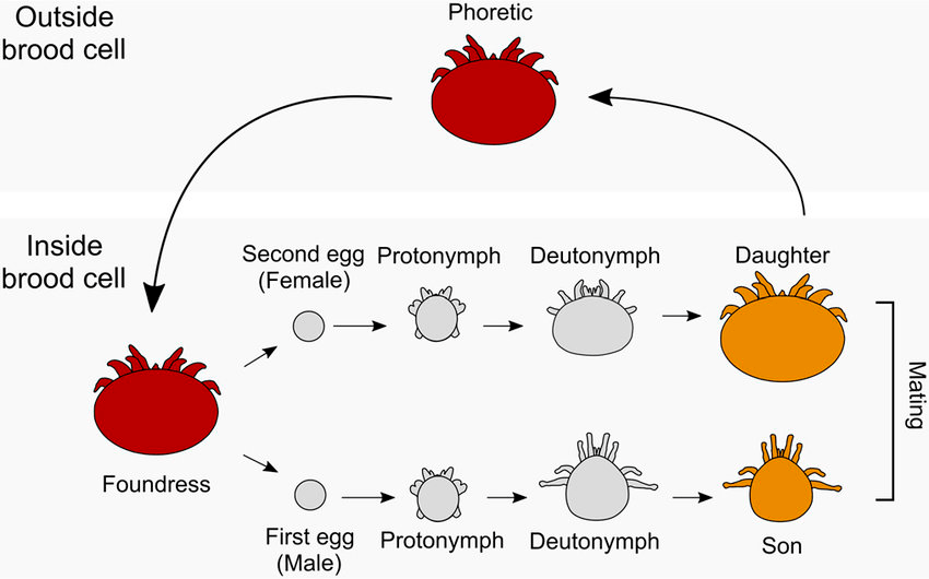 Жизненный цикл клеща-паразита Varroa destructor