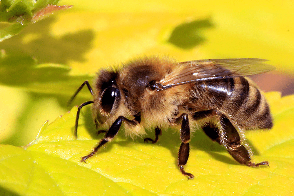Здоровая медоносная пчела