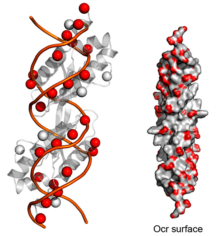 ДНК и белок Ocr
