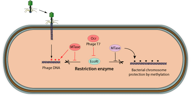 Схема подавления системы рестрикции-модификации белком Ocr