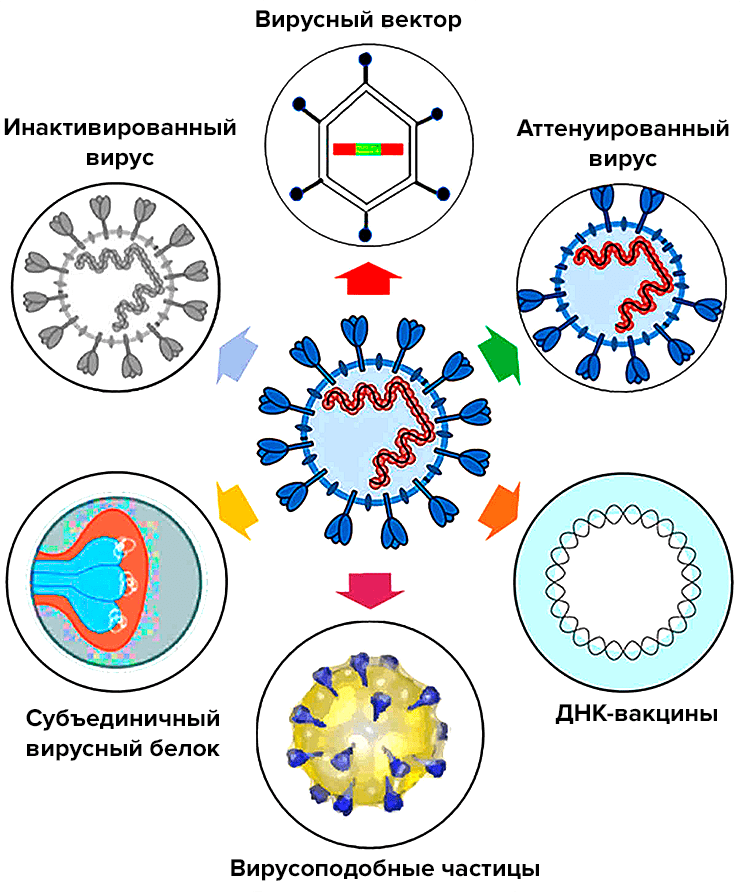 Виды разрабатываемых вакцин против SARS-CoV-2