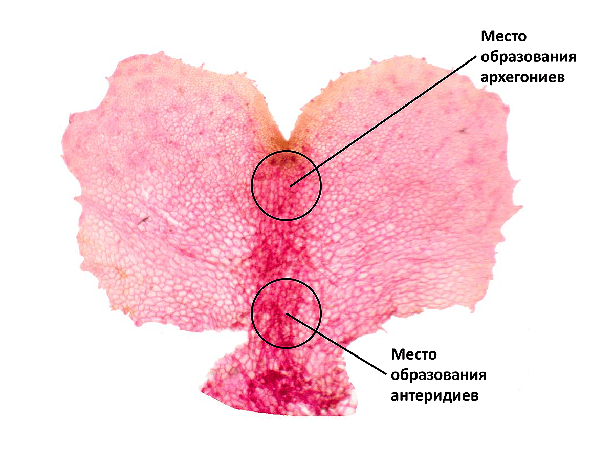 Микрофотография гаметофита папоротника (заростка)