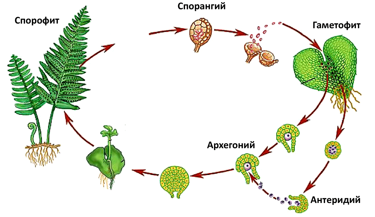 Схема жизненного цикл папоротника
