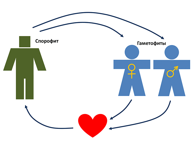 Схема жизненного цикла человека по типу папоротника
