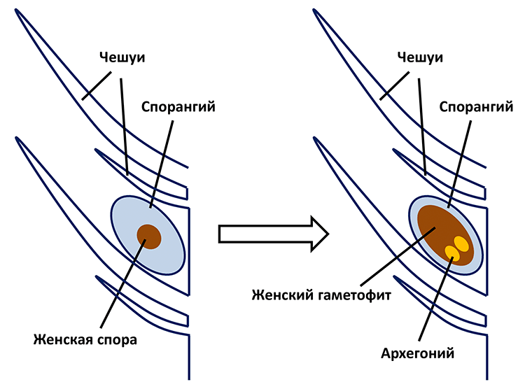 Схема строения женской шишки хвойного растения
