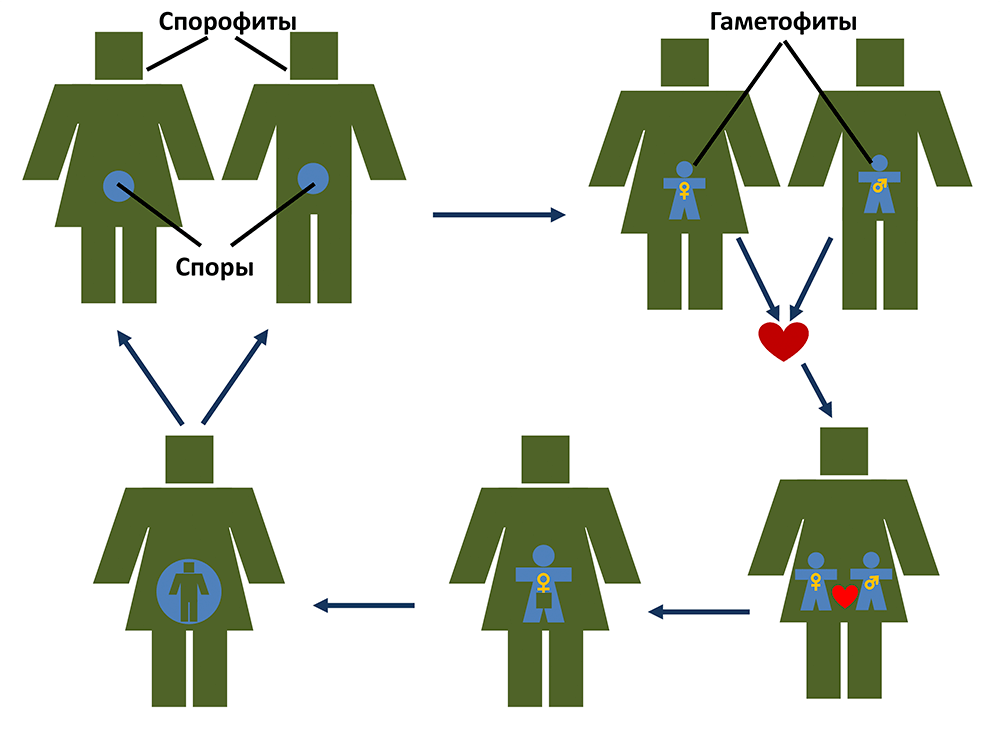 Схема жизненного цикла человека по типу семенного растения