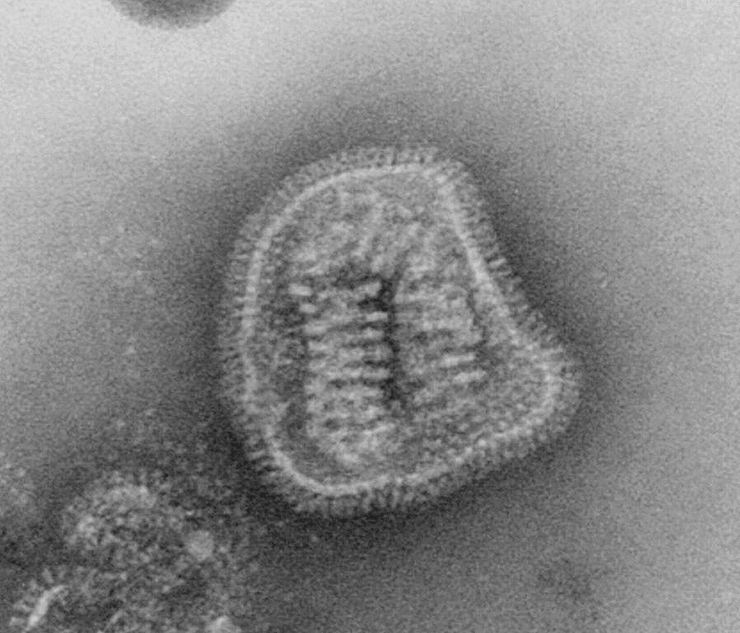 Изображение частиц вируса гриппа, полученное методом электронной микроскопии