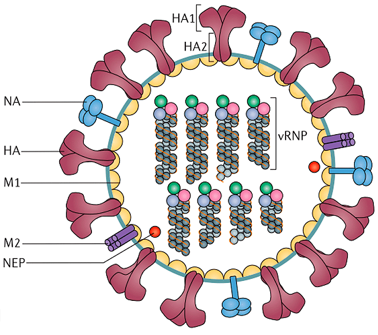 Схема строения вирусов гриппа А