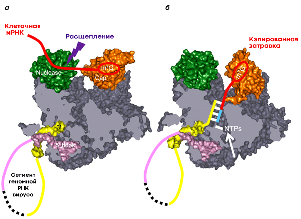 Кэп-зависимый синтез вирусной мРНК
