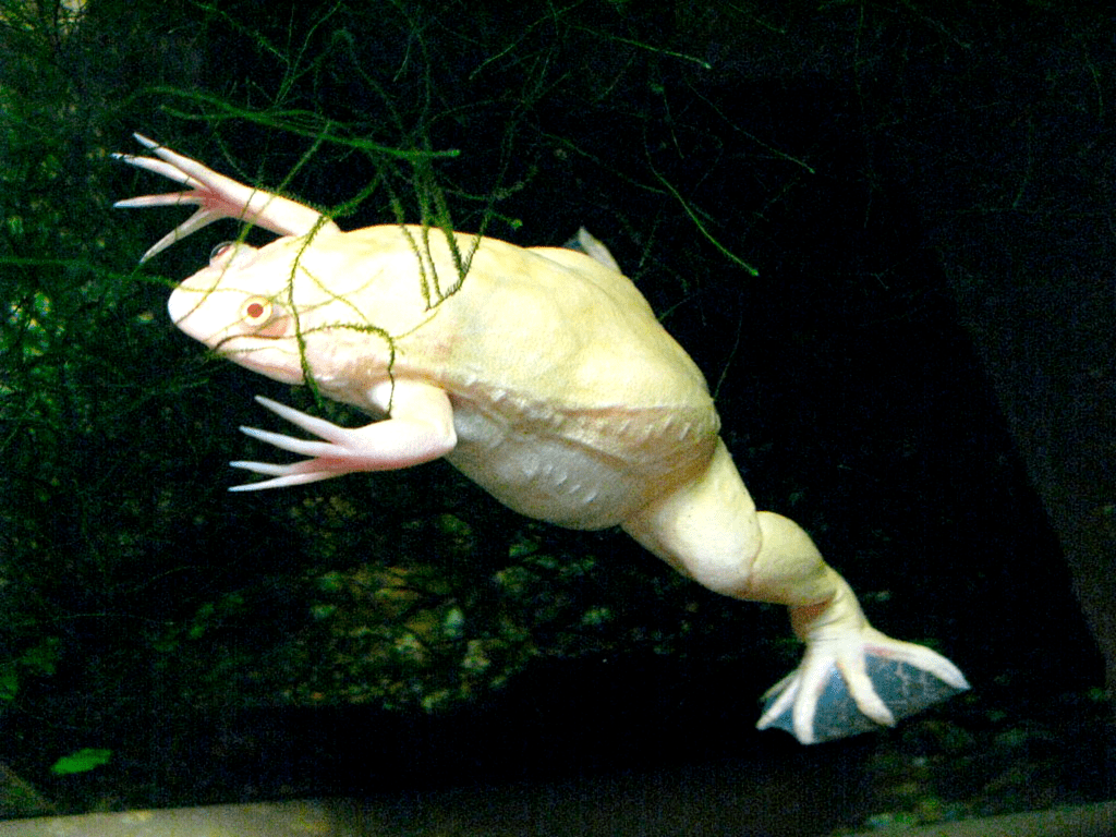 Гладкая шпорцевая лягушка — альбинос