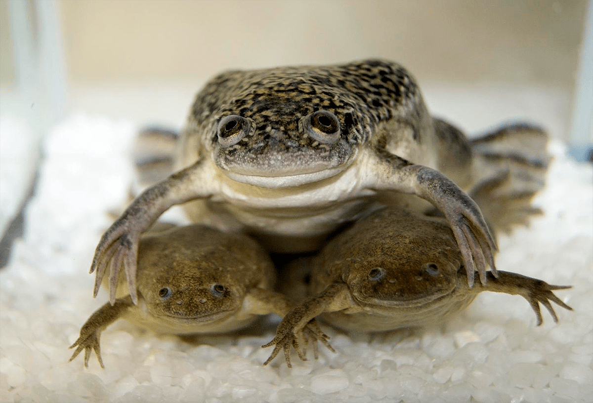 Гладкая шпорцевая лягушка обнимает двух когтистых шпорцевых лягушек
