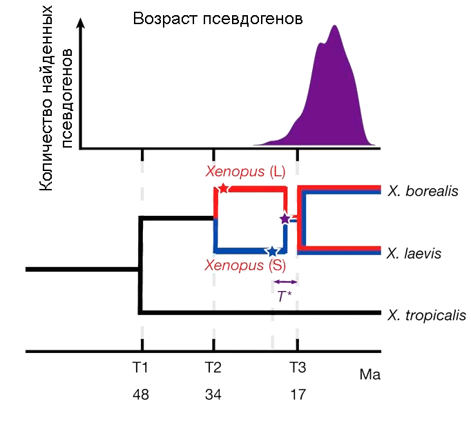 Эволюционная история трех видов рода Xenopus