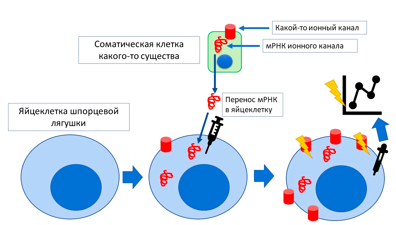 Способ изучения работы ионных каналов на яйцеклетке ксенопуса