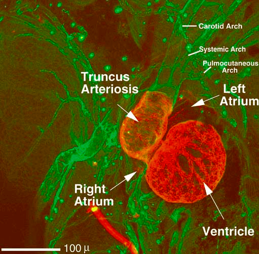 Конфокальная микроскопия сердца ксенопуса