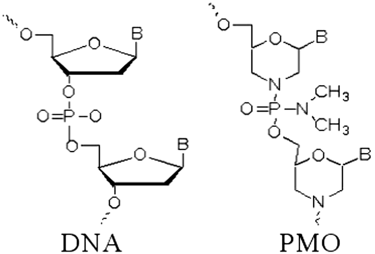 Сравнение структуры ДНК и морфолинового олигонуклеотида