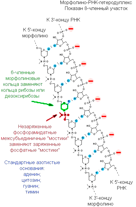 Морфолиновый олигонуклеотид, комплементарно «спаренный» с РНК