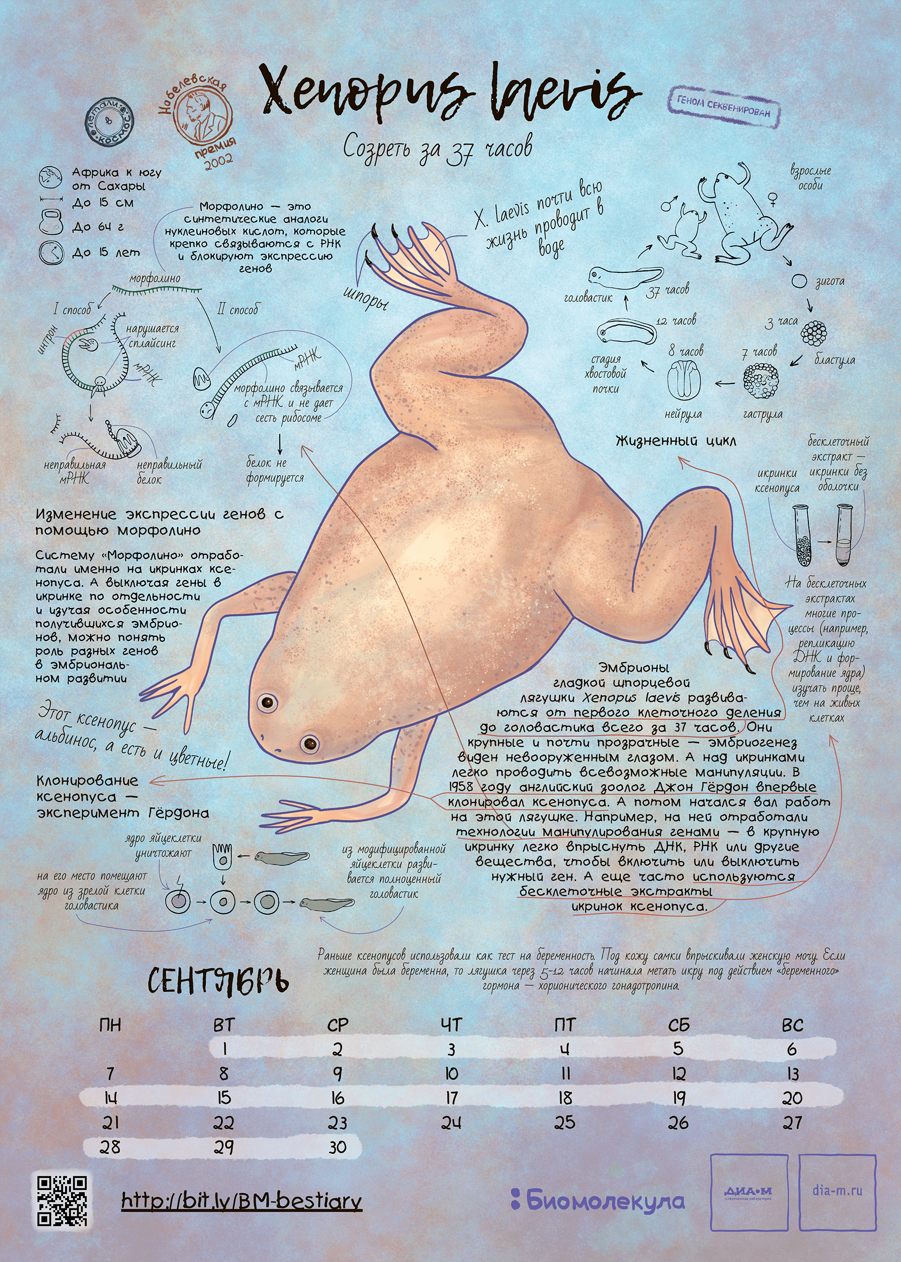 Ксенопус — герой календаря «Биомолекулы»