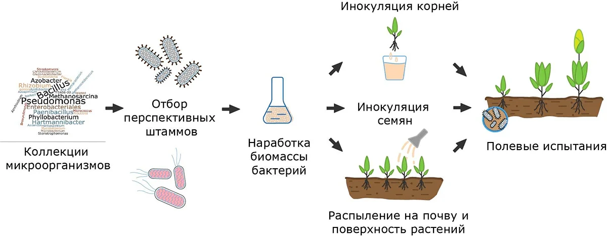 Отбор перспективных штаммов и способы колонизации растений пробиотиками