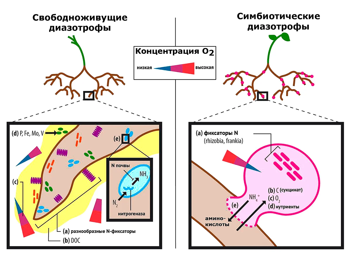 Основные отличия в экофизиологии свободноживущих и симбиотических диазотрофных бактерий