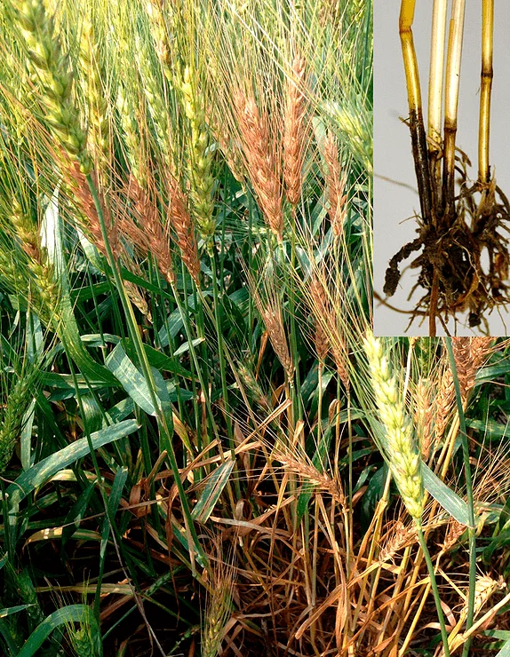 Побеги и корни пшеницы обыкновенной, пораженные офиоболезной корневой гнилью