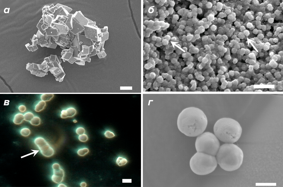 Наночастицы карбоната кальция неотличимы от нанобактерий