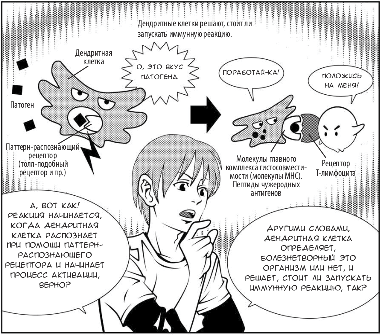 Иллюстрация из книги «Занимательная иммунология» Кавамото Хироси