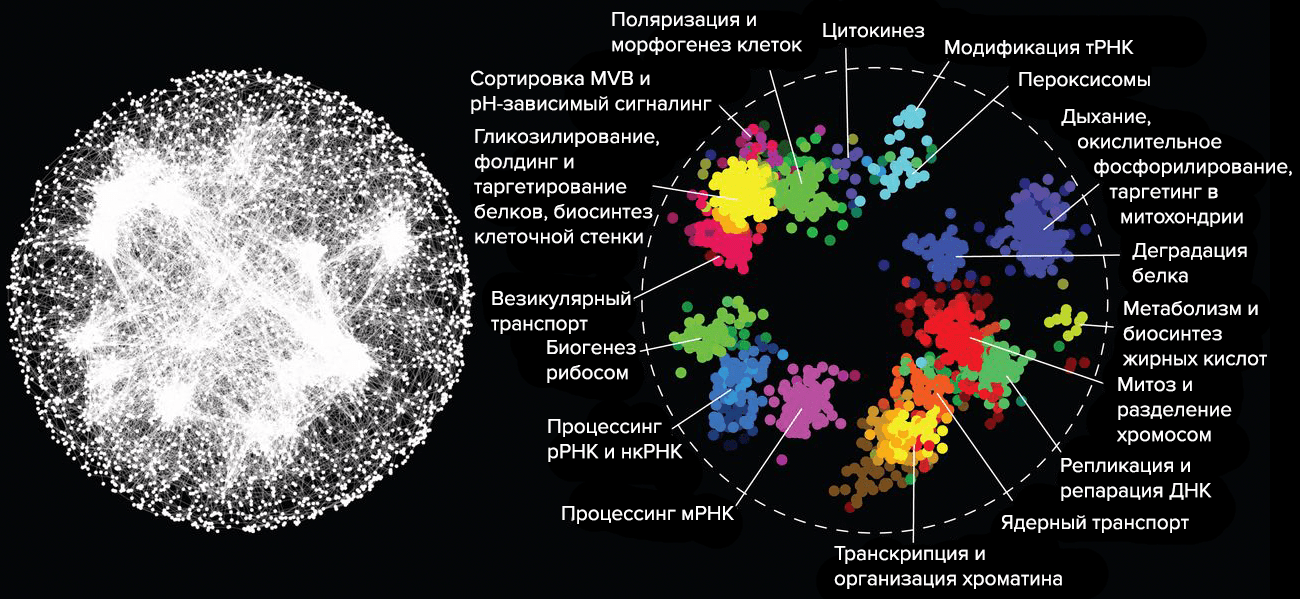 Карта взаимодействия генов