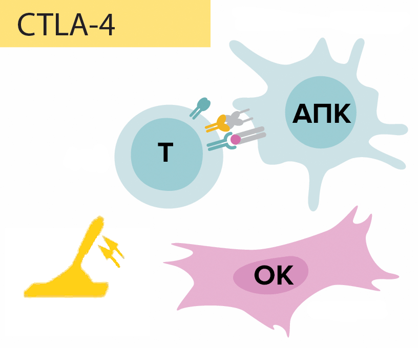 Схема функционирования молекулы CTLA-4