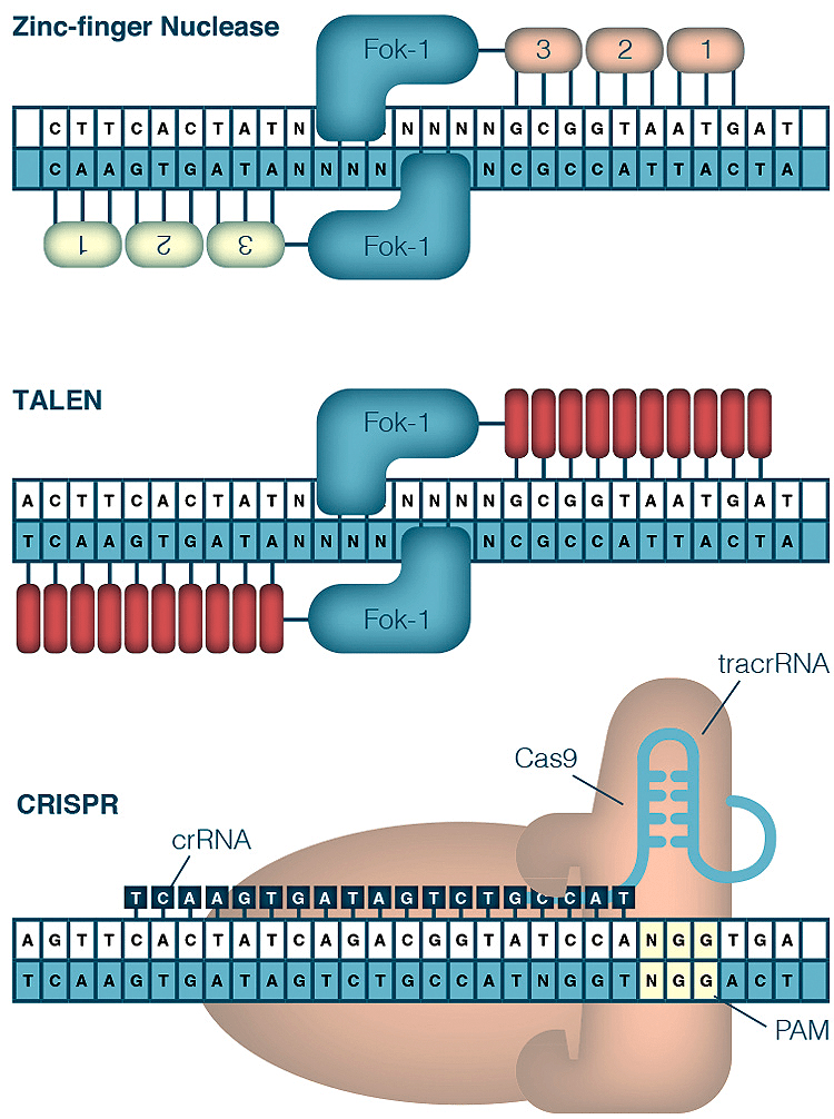 ZFN, TALEN и CRISPR