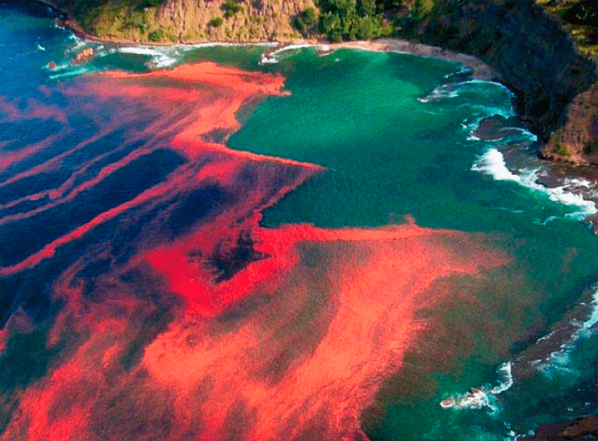 Красный прилив у побережья острова Сулавеси